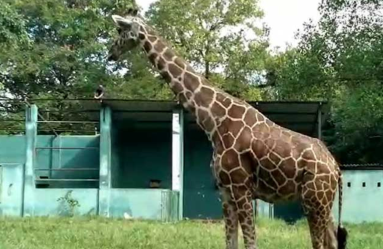 Investigation Launched Into Giraffe’s Tragic Demise at Dehiwala Zoological Gardens