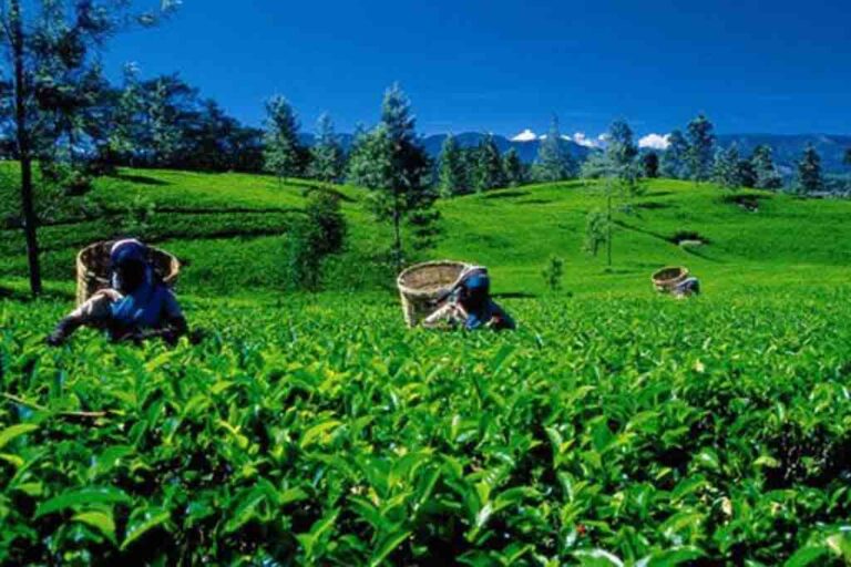 TEA expresses concerns over the imposition of 18% VAT on the Tea Industry