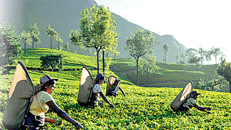 SL tea exports record revival in November whilst YTD performance negative