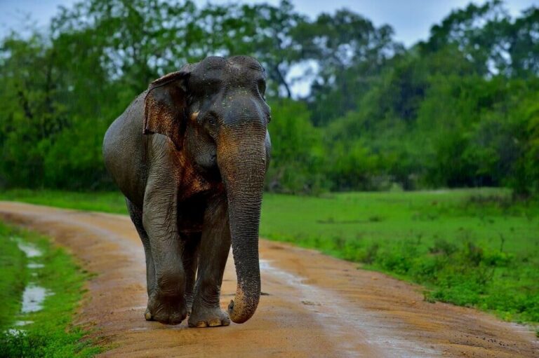Government Launches Pilot Projects to Mitigate Elephant-Human Conflicts with Electric Fences