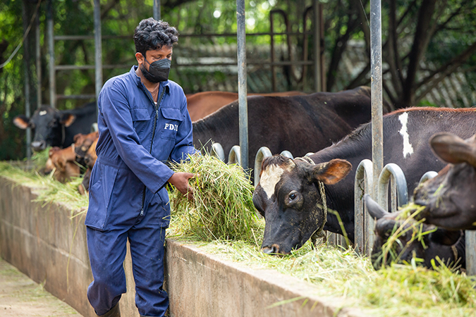 Dairy industry suffers set back even after US aid to boost milk production