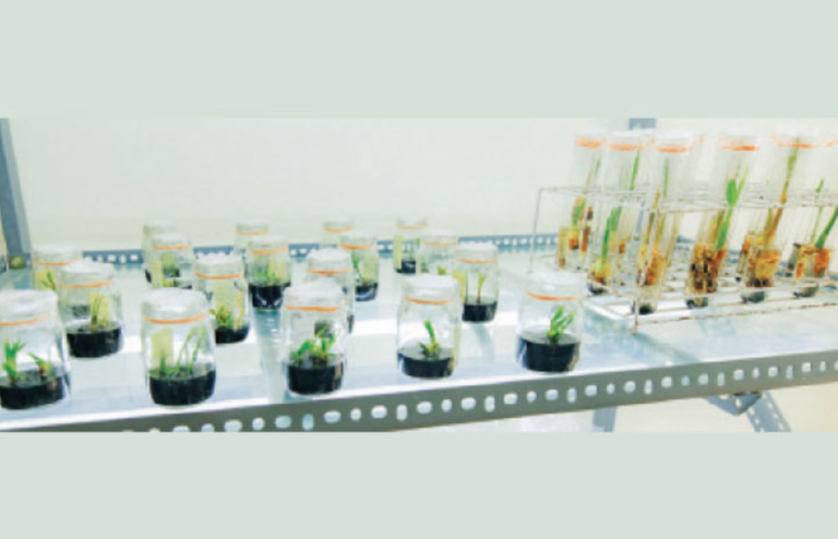Lunuwila Coconut Research Institute Successfully Develops Coconut Saplings from Unopened Female Flowers