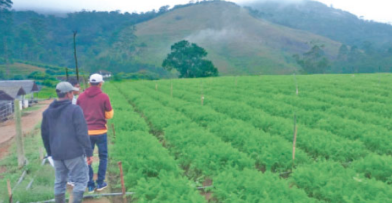 NLDB Celebrates Successful Harvest of Carrots, Cabbage, and Radish in Nuwara Eliya Farms