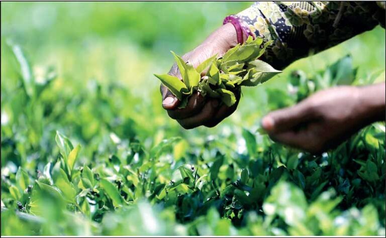 Elkaduwa Plantation Workers Receive Wage Increase to Rs.1,700