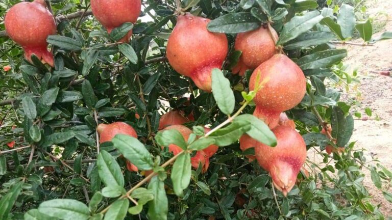 Two new pomegranate (delum) varieties introduced in SL