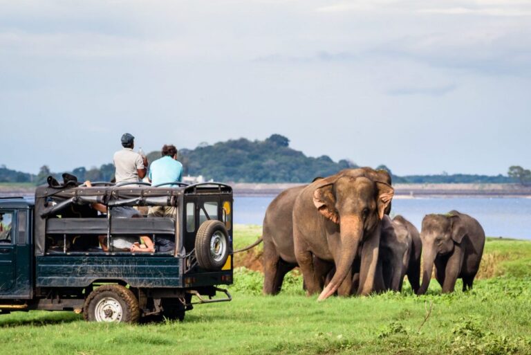 Sri Lanka January tourism revenue increases to pre-pandemic peak