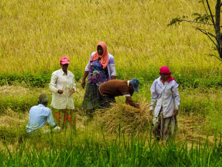Govt introduces Concessionary pledge loan scheme for SME paddy industry.