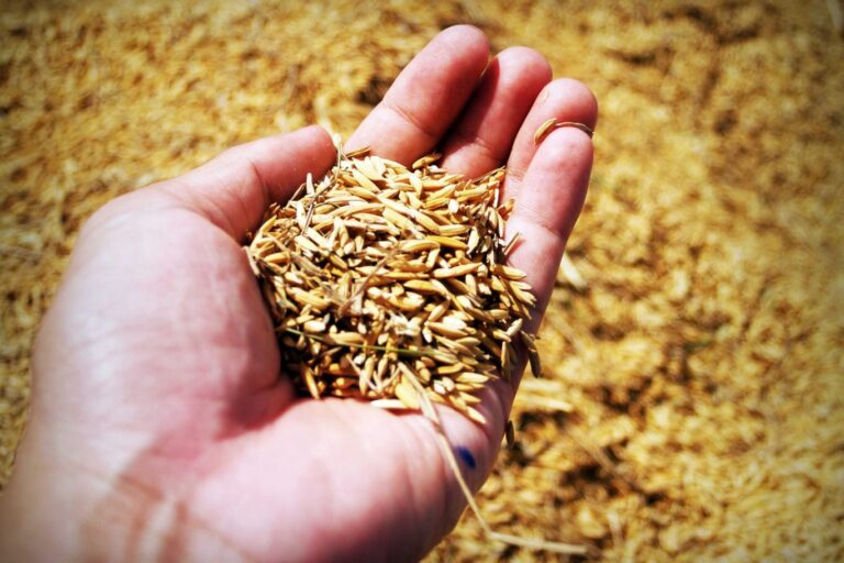 Paddy Marketing Board to Open 100 Storage Facilities for Yala Season Purchases