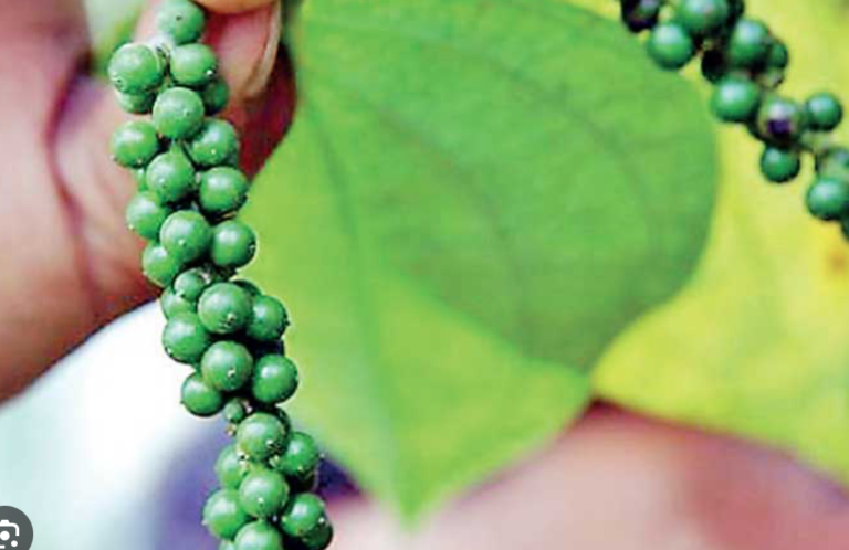 Warning Issued by Department of Export Agriculture on Pepper Root Disease Threatening Cultivations