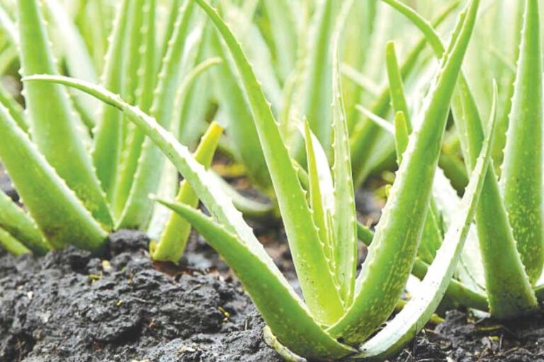 US $783 million mega Aloe Vera project embroils in environment issues