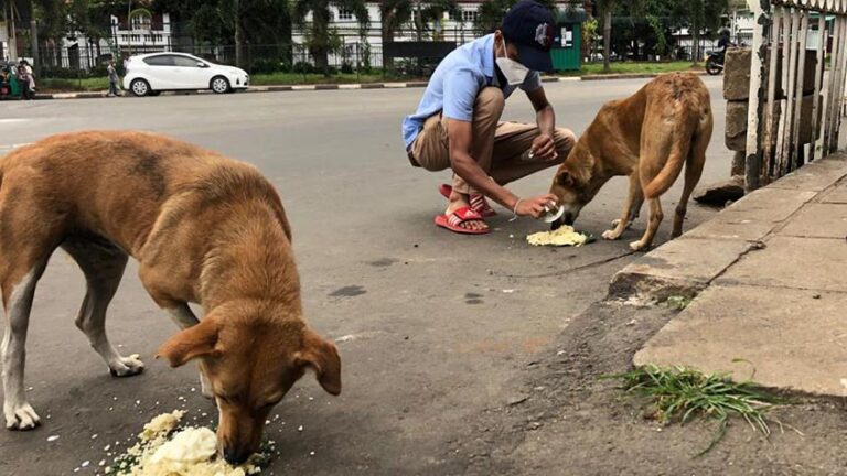 Health authorities issue warning over rising rabies risk due to unchecked stray dog population
