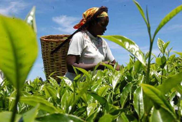 Tea sales up with high crop harvest showcasing promising growth.