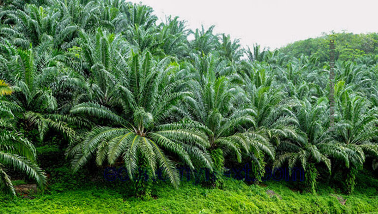 Government to completely reverse oil palm cultivation ban this year