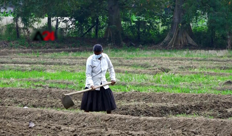 Four Sri Lankan companies to produce Single Super Phosphate (SSP) fertilizer