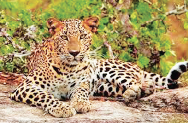 Sri Lanka’s National Parks Generate Record Revenue of Over Rs. 2 Billion in First Quarter
