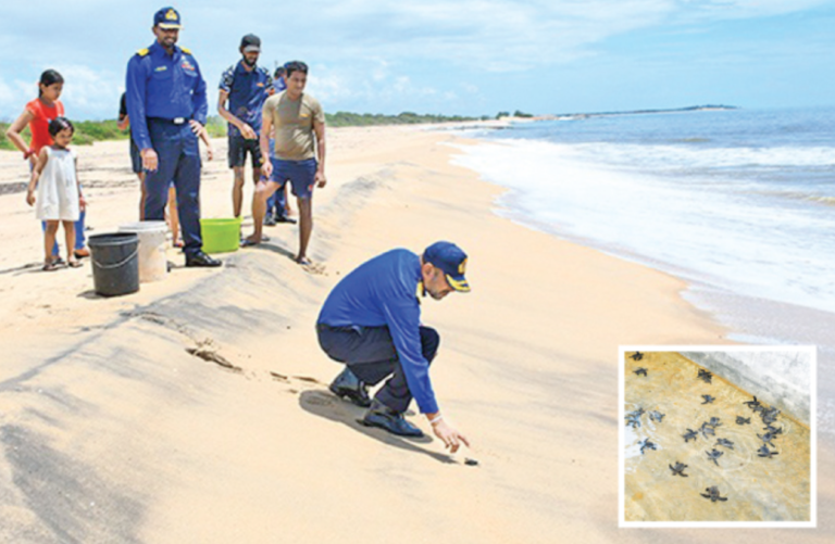 Sri Lanka Navy Releases 82 Sea Turtle Hatchlings at Panama Beach