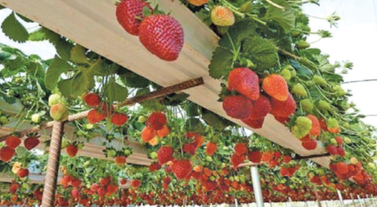 Sri Lanka Initiates First Strawberry Cultivation Model Village in Nuwara Eliya