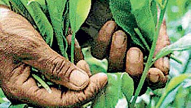 Colombo Tea Auction offering records a significant decline to 4.9 Mn Kgs this week