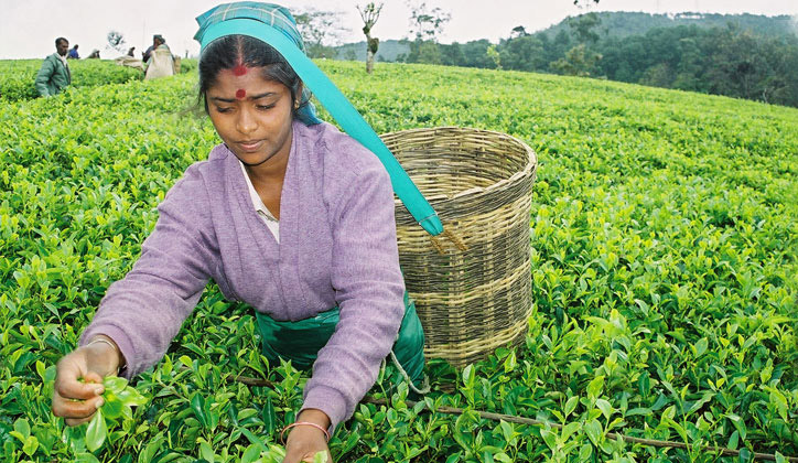 Concerns mount over sustainability of Tea Industry following wage hike