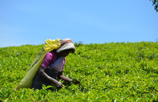 Plantation workers to receive wage increase from May 2024