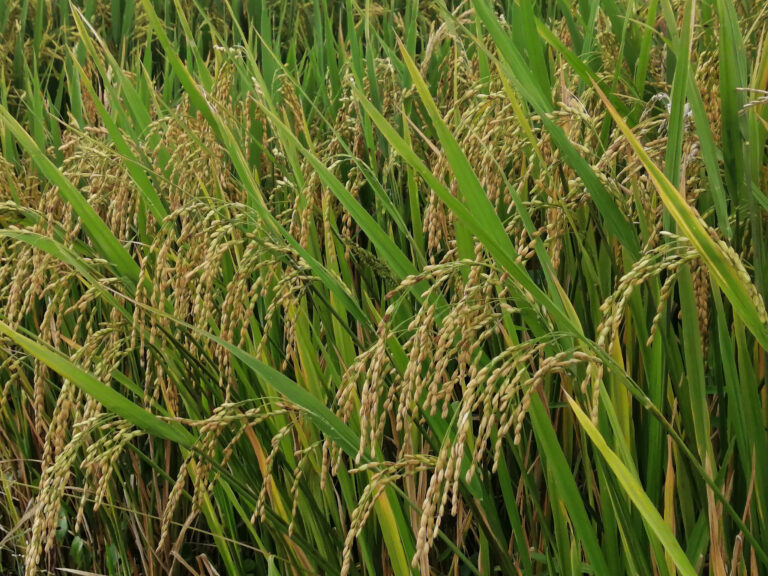 Sri Lankan Paddy Farming transforms into  Climate-Resilient Revolution
