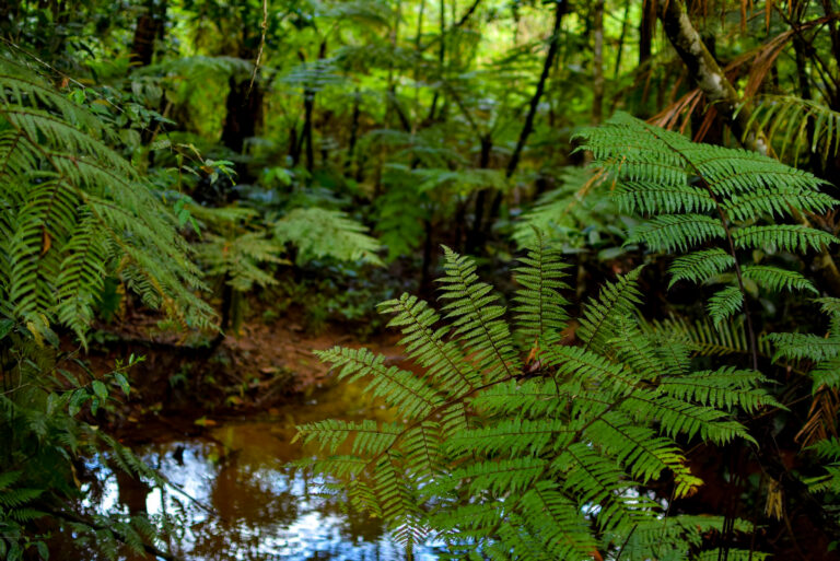 Major Win for Environmental Protection: Forest Safeguards Reinstated