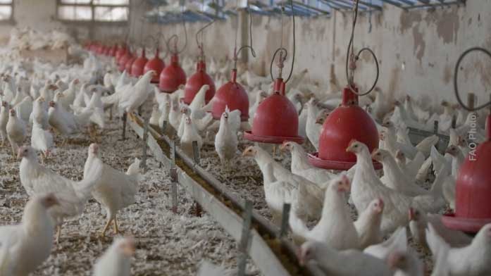 CAA warns public of flood-contaminated chicken, urges caution in purchases