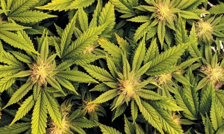 Massive Cannabis Plantations Destroyed in Yala Sanctuary