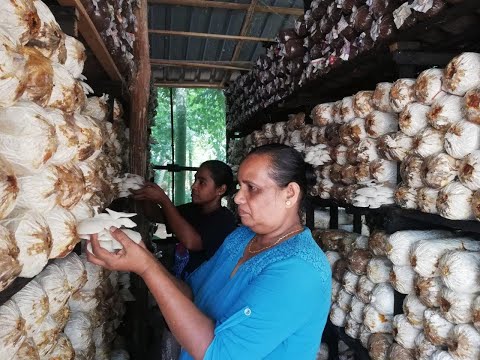 New companies with foreign partnerships mushrooming in Sri Lanka