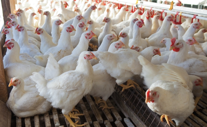 SL halts animal imports from Bird Flu affected countries