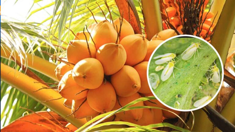 Whitefly infestation hits SL’s King Coconut plantations hard