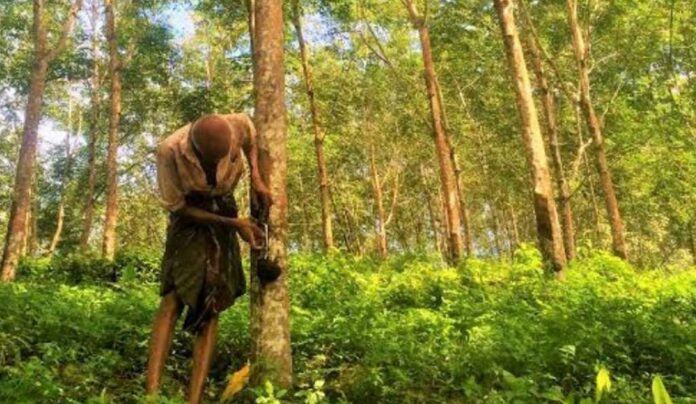 sri lankan rubber farmer