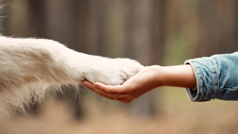 Anticipation builds for parliamentary approval of Animal Welfare Bill