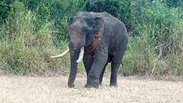 Court orders relocation of tusker ‘Agbo’ to forest reserve