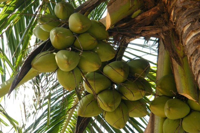 Sri Lanka Plans 36,000 Acres for New Coconut Cultivation in 2025