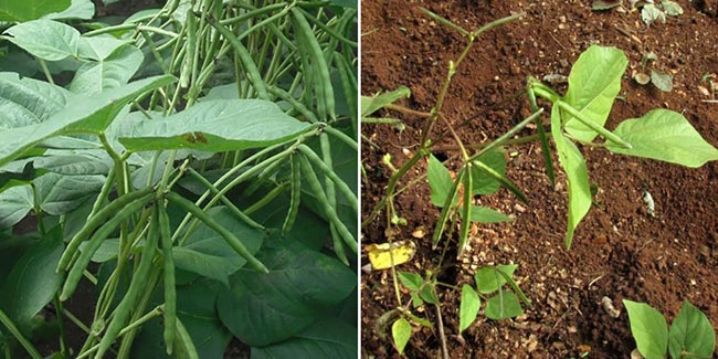 Govt initiates Green Gram cultivation for Intermediate Season