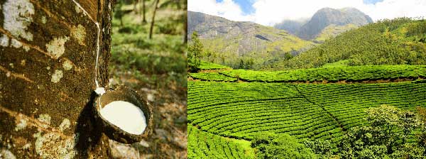 Sri Lanka’s Plantation Industry Calls for Policy Stability, Diversification, and Innovation