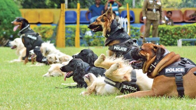 Police Kennel Division bolstered by new batch of imported dogs