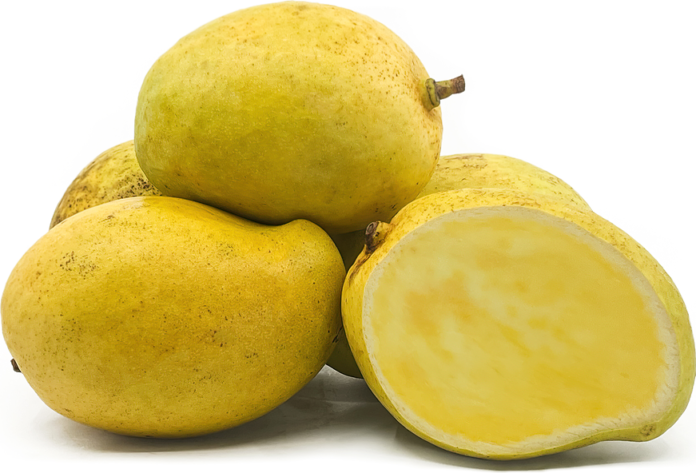 TEJC mango variety