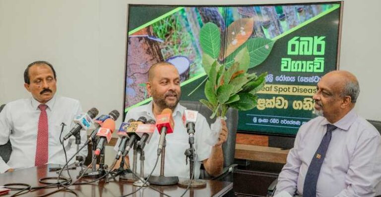 Breakthrough in combatting rubber leaf spot disease in SL