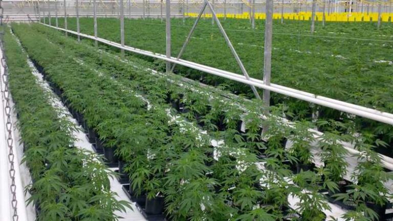 Cannabis Export Plan Attracts 30 Investors: Major Industrial Zones to Drive Growth