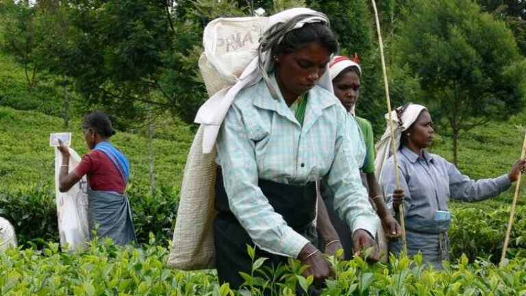 Agreement Reached on New Daily Wage for Plantation Workers