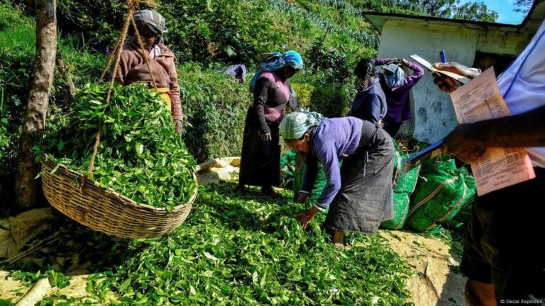 Wages Board sets new daily minimum wage for estate workers