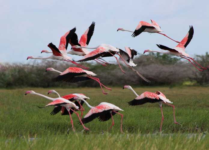Climate change alters migratory bird patterns in SL, raising conservation concerns