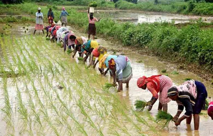 Government announces immediate cancellation of farmer crop loans to provide financial relief