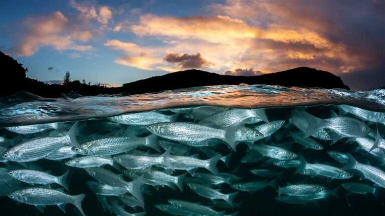 Opportunities Arise for Nations to Improve Ocean Health