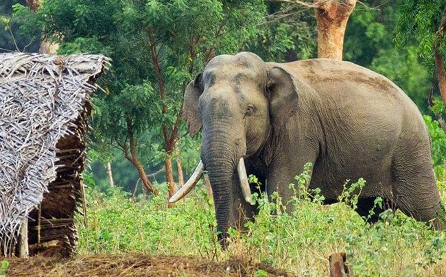 Ministry to address Human-Elephant Conflict with expanded wildlife resources and enhanced communication