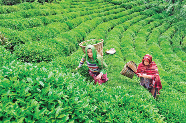 SL’s August exports show strong growth, led by key sectors