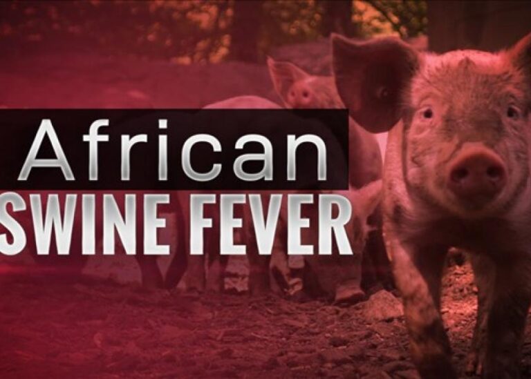 ASF outbreak under control, but farm owners demand urgent support