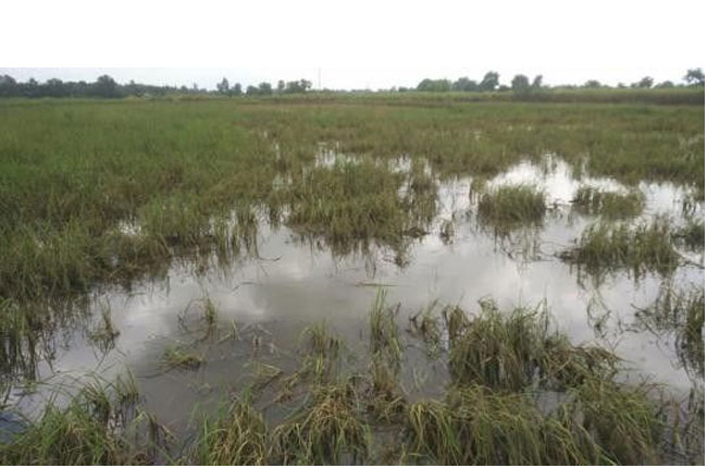 Severe flooding devastates paddy fields and vegetable crops, over 330k acres destroyed!